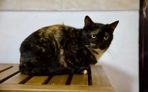 Gemütliche Lottie sucht entspanntes Zuhause