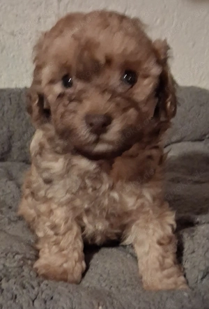 Maltipoo-Welpen  suchen ihr neues zuhause apricot,schoko braun-weiß