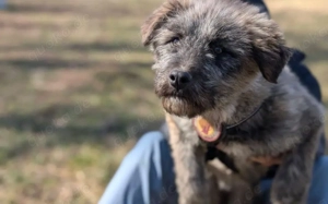 Flauschige Abenteurerin Joplin sucht ihre Menschen