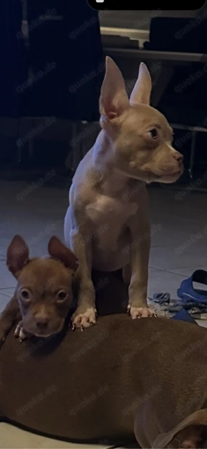 American Pocket Bully Hündin 