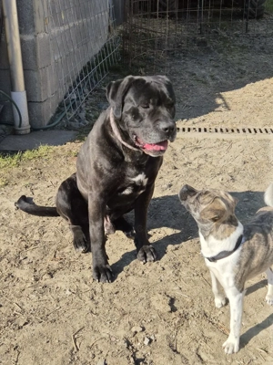 Cane Corso x Presa Canario