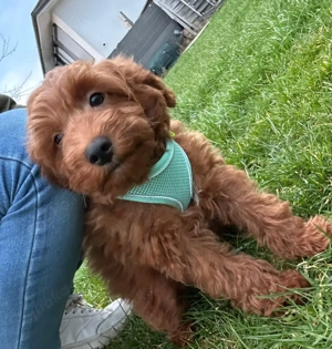 Maltipoo Rüden 13 Monate 