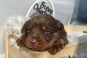    Labrador Retriever Welpen (7 Stück)   liebevoll aufgezogen   