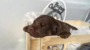 Labrador Retriever Welpen (7 Stück)   liebevoll aufgezogen   