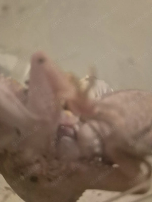 1.1 Underwoodisaurus milii (Dickschwanzgeckos) abzugeben