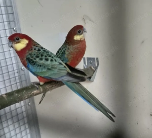 Stanleysittich Pärchen 