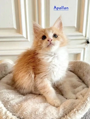 wunderschöne Maine Coon Kitten N N