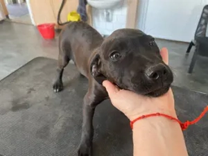 Lipot, PS in Ungarn, ist ein typischer Welpe