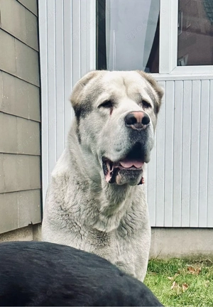 XXL Alabai Zentralasiatischer Schäferhund Owtscharka