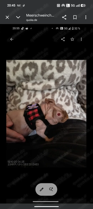 FrühKastraten Meerschweinchen skinny Meeri MFG möglich 