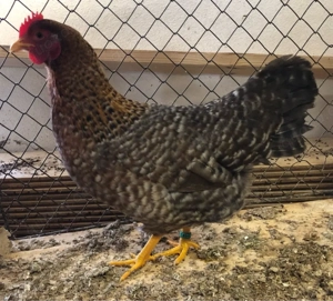 Bielefelder Zwerg Kennhühner