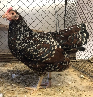 Sussex braun-porzellanfarbig