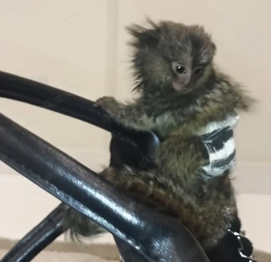 Weißbüschelaffenpaar