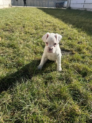süße Boxer Hündin sucht neues Körbchen 