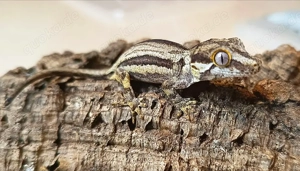 Rhacodactylus Auriculatus Höckerkopfgeckos Nachzuchten Dezember 2025