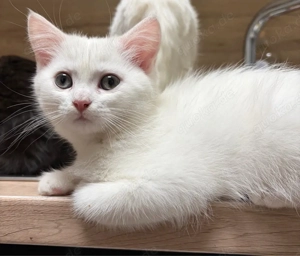 Bkh Kater reinrassig