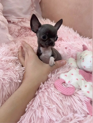 Mini Teacup Chihuahua Rüde Blau