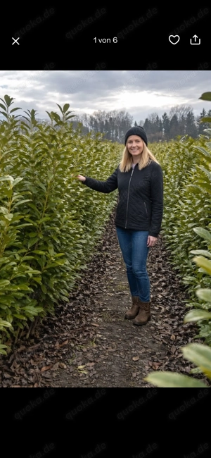 Kirschlorbeer 160 200 cm | sofort blickdicht | ab 8 