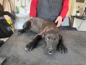 Lemi, PS in Ungarn, ist ein typischer Welpe Bild 2