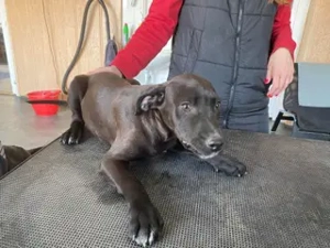 Lemi, PS in Ungarn, ist ein typischer Welpe