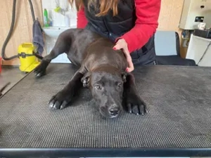 Lemi, PS in Ungarn, ist ein typischer Welpe Bild 5