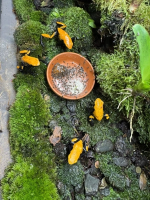 Verkaufe Adelphobates galactonotus 'orange'