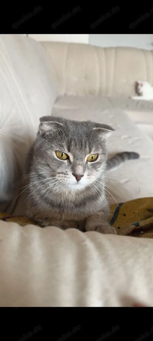  Simsim  sucht liebevolles Zuhause