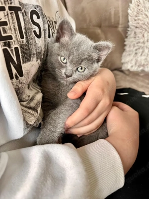 BKH Kitten Katze Babykatze 