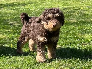 Zwergpudel Zwerg Pudel Welpe in schoko-tan abzugeben