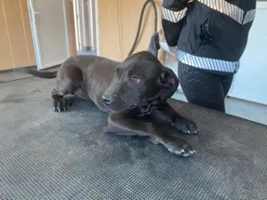 Lali, PS in Ungarn , ist ein typischer Welpe