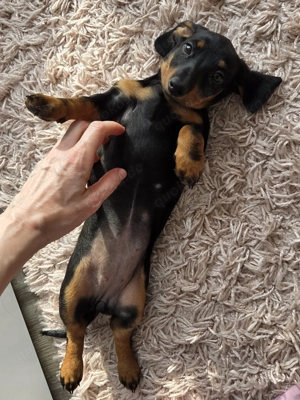 Zwergdackel Mädchen 10 Wochen alt sucht libesvoles Zuhause   