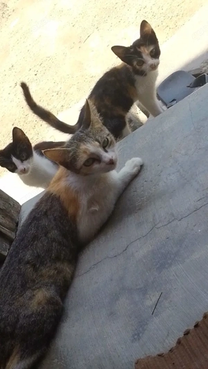 Shihpoo - Shih Tzu x Pudel - Maltipoo