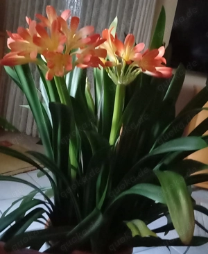 Clivie blüht im April  Bild 2