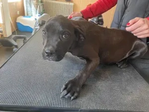 Loci, PS in Ungarn ist ein typischer Welpe