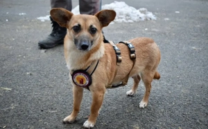 Kim - aussergewöhnliche Hundedame