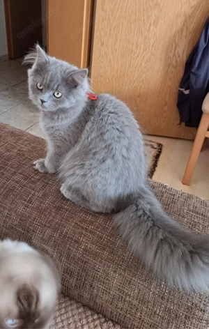 Süßer Britisch Kurzhaar Kater zu verkaufen