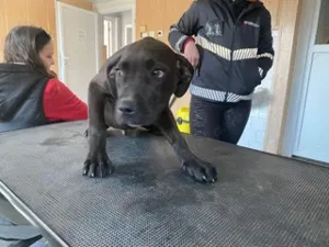 Lucas, PS in Ungarn, ist ein typischer Welpe Bild 6