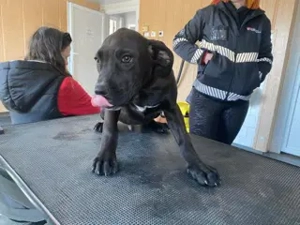 Lucas, PS in Ungarn, ist ein typischer Welpe