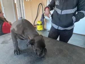 Lucas, PS in Ungarn, ist ein typischer Welpe Bild 7