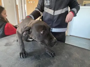 Lucas, PS in Ungarn, ist ein typischer Welpe Bild 4