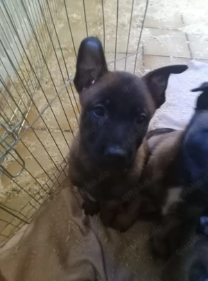 3 Malinois Welpen suchen ein Zuhause! Bild 9