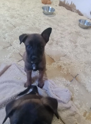 3 Malinois Welpen suchen ein Zuhause! Bild 10