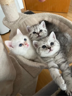 Wunderschöne BKH Kitten   reinrassig   reservierbar   