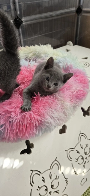 Russisch blau kitten 