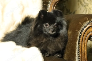 Deutscher Zwergspitz Pomeranian Rüde zu verkaufen