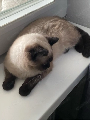 bkh siam katze  Bild 2