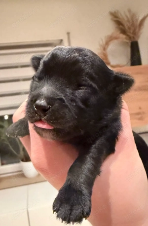 yorkshire Terrier - Bolonka Mix 