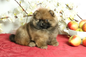 Süßer Pomeranian (Deutscher Zwergspitz) Welpe zu verkaufen