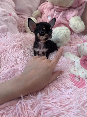 Mini Teacup Chihuahua Rüde 