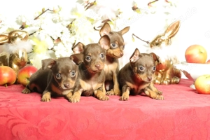 Wunderschöner Wurf Russkiy Toy Welpen zu verkaufen